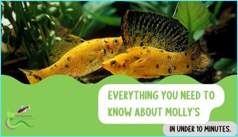 Everything You Need To Know About Molly Norbit